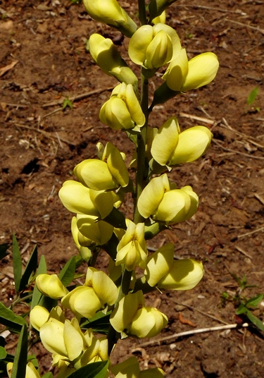 {Baptisia sphaerocarpa}